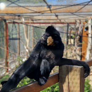 Northern White-cheeked Gibbon