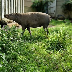 Babirusa