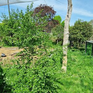 Sumatran Tiger exhibit