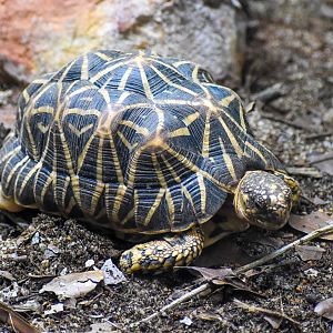 Indian Star Tortoise