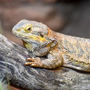 Central Bearded Dragon