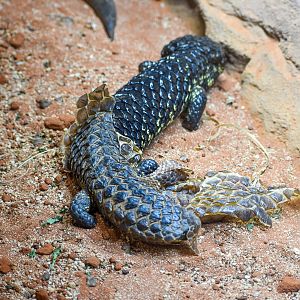 Shingleback in shed