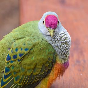 Rose-crowned Fruit-Dove