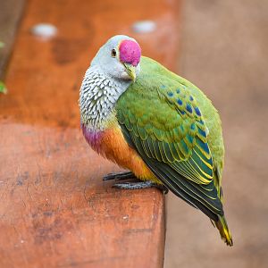 Rose-crowned Fruit-Dove