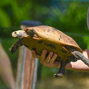 Reptile Show - Elongated Tortoise