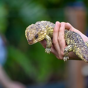 Reptile Show - Shingleback