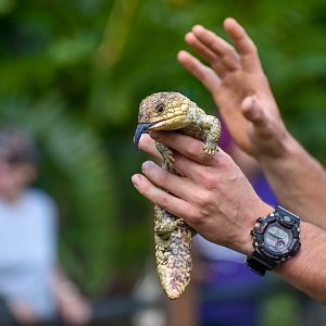 Reptile Show -Shingleback
