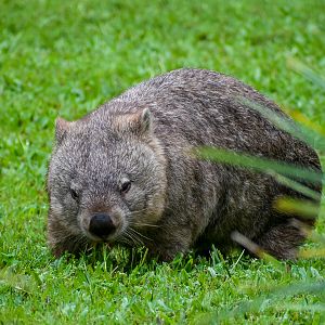 Common Wombat