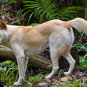 White Dingo