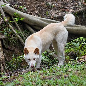 White Dingo