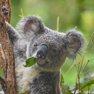 Koala
