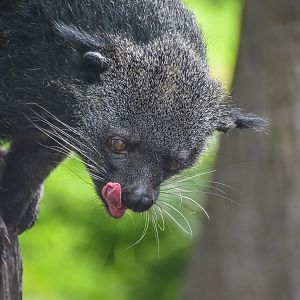 Binturong