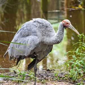 Brolga
