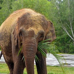 Sumatran Elephant with palm frond