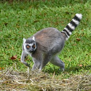 Ring-tailed Lemur