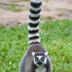 Ring-tailed Lemur