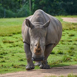 Southern White Rhinoceros