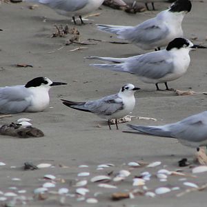 White-winged Black Tern (Chlidonias leucopterus)
