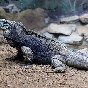 Cuban Rock Iguana