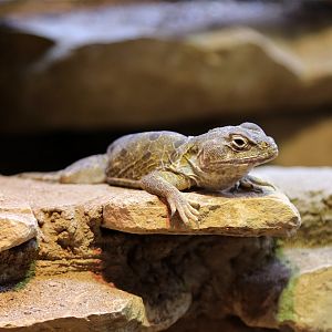 Reticulated Collared Lizard (Crotaphytus reticulatus)