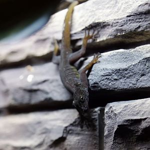 Psychedelic Rock Gecko (Cnemaspis psychedelica)