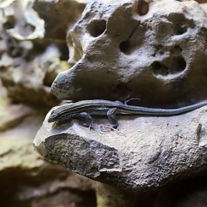Desert Grassland Whiptail Lizard (Aspidoscelis uniparens)
