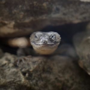 Knob-scaled Lizard (Xenosaurus grandis)