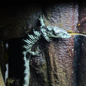 Bromeliad Arboreal Alligator Lizard (Abronia taeniata)
