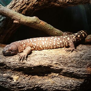 Mexican Beaded Lizard