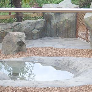 Pygmy hippopotamus outdoor enclosure