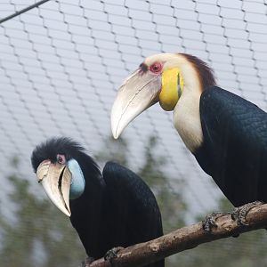 Wreathed hornbill pair