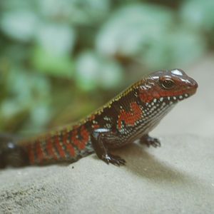 Fire skink