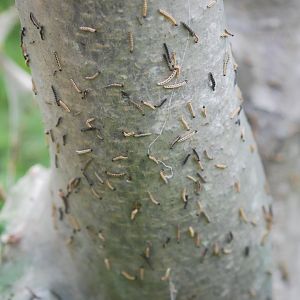 White ermine moth outbreak