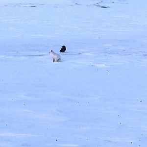 Arctic Fox and Raven - Alaska