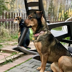 The Girls.  Molly and Pooka.