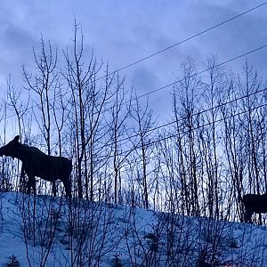 Moose - Alaska