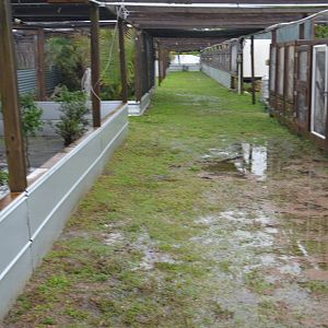 Iguana and Turtle Row