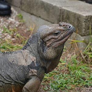 Princess the Rhinoceros Iguana