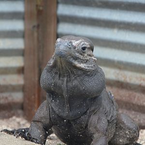 Donkey Kong the Rhinoceros Iguana