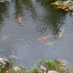 Koi Pond
