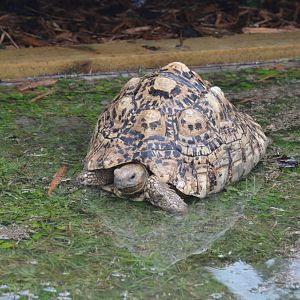Leopard Tortoise