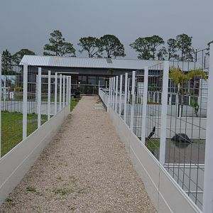 Tortoise / Turtle Row