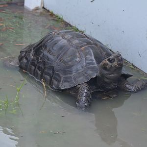 Burmese Tortoise