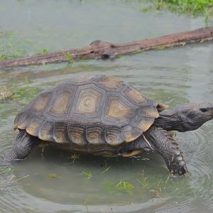Burmese Tortoise