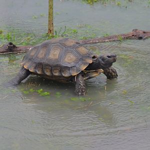 Burmese Tortoise