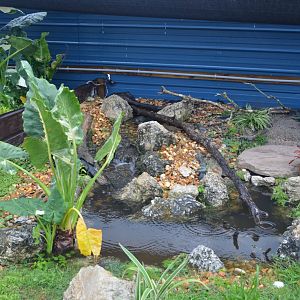 Box Turtle Enclosure