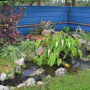 American Wood Turtle Enclosure