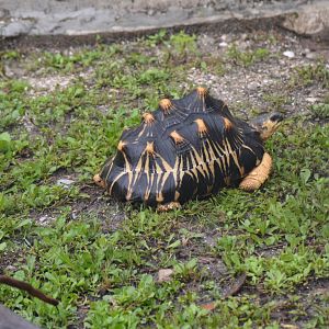 Radiated Tortoise