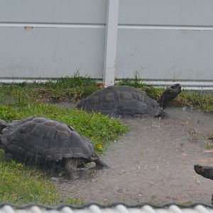 Burmese Tortoise Enclosure (Flooded from Rain)