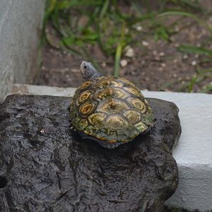 Diamondback Terrapin